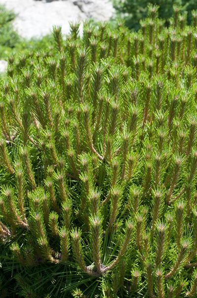 Pinus densiflora