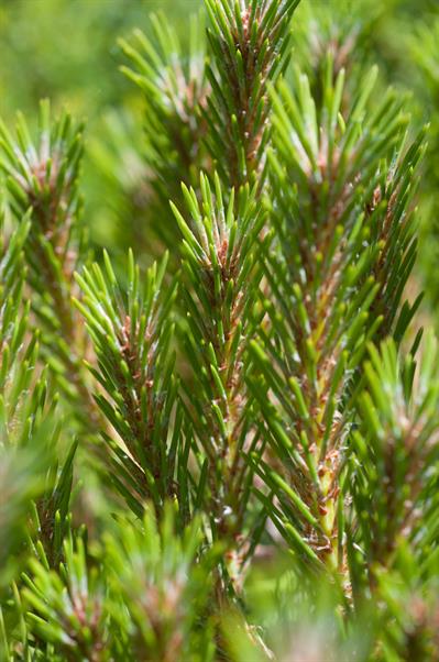 کاج ژاپنی نام یک گونه از سرده کاج است.