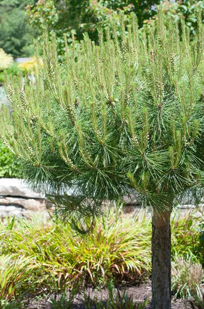 Pinus densiflora