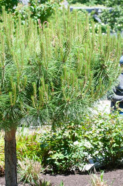 کاج قرمز ژاپنی