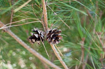 Pinus densiflora