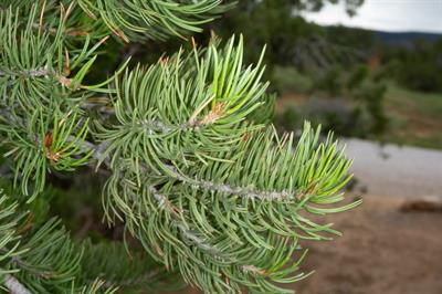 Pinus edulis