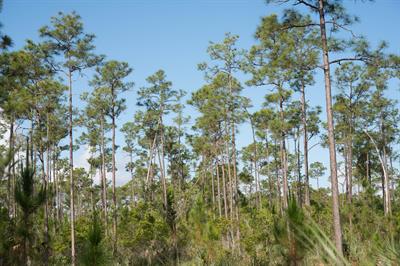 کاج باتلاقی Slash Pine