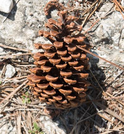 Pinus elliottii - کاج اسلش