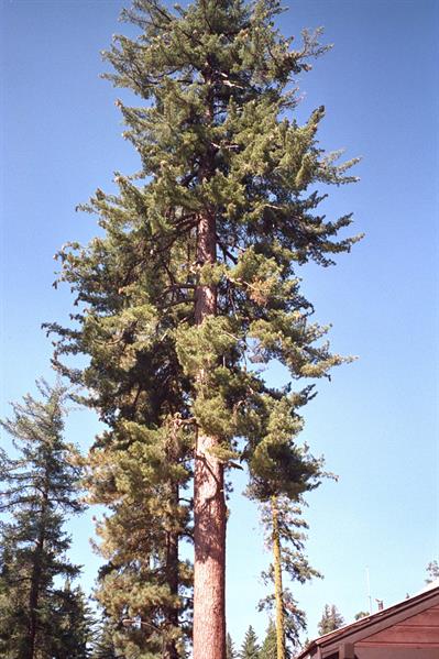 Jeffrey's pine، بومی کالیفرنیا