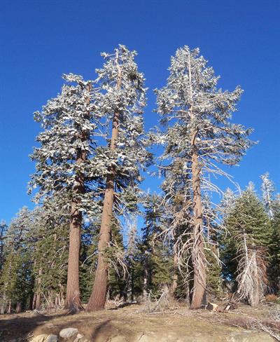 کاج قندی، Sugar Pine
