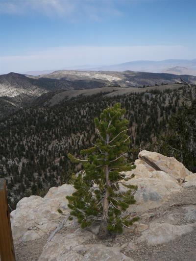 Bristlecone pine