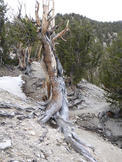 Pinus longaeva - کاج بریستل‌کون حوضهٔ بزرگ