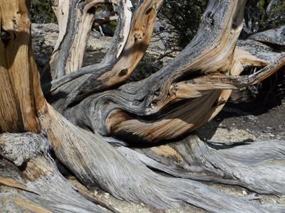 Bristlecone Pine