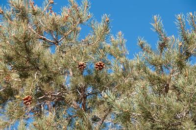 Pinus monophylla - کاج تک‌برگ پینیون