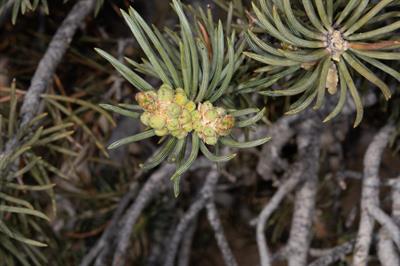 pinyon pine