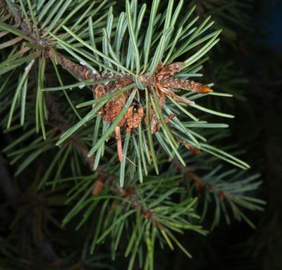  Pinus monophylla