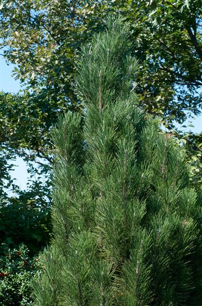 Pinus nigra - کاج سیاه اتریشی