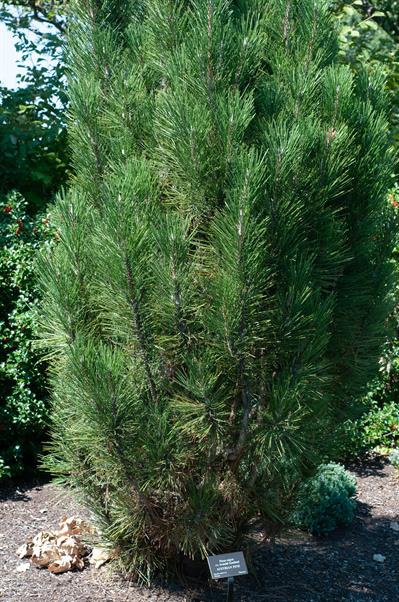 کاج سیاه اتریشی