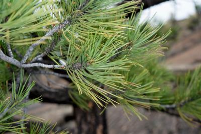 کاج زرد Western Red Pine