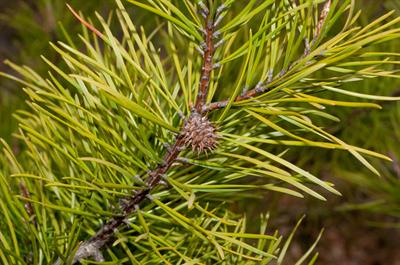 Pinus pungens