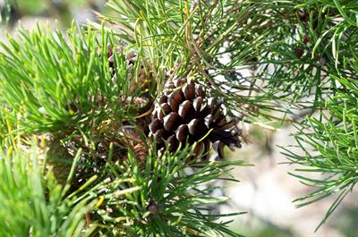 Pinus resinosa - کاج سرخ