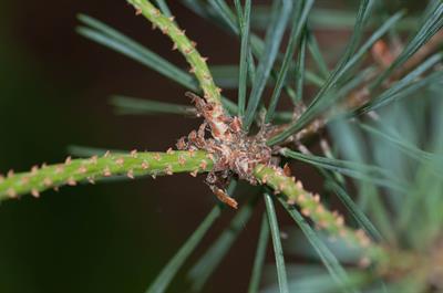 کاج سرخ،  red pine، بومی پنسیلوانیا