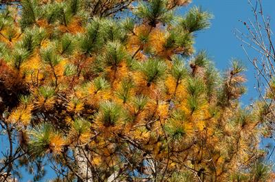 Pinus rigida - کاج قیری