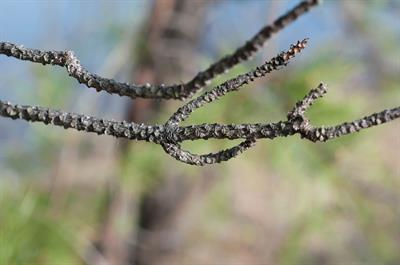Pinus rigida - کاج قیری