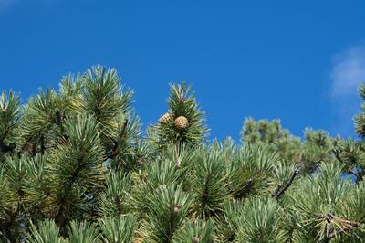 کاج قیری، Pitch Pine