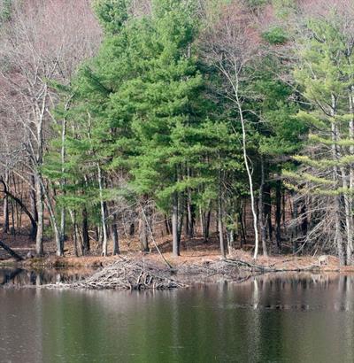Pinus strobus