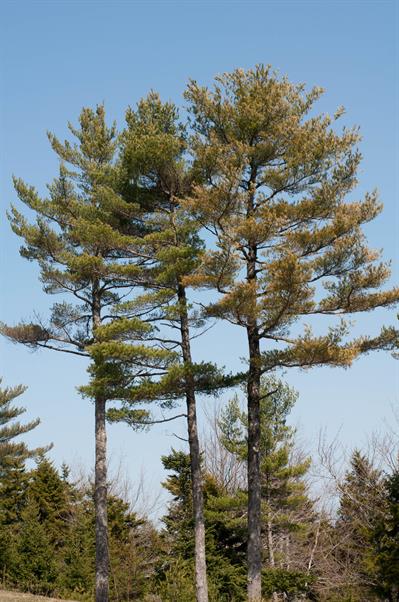 Pinus strobus - کاج سفید شرقی