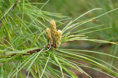 Pinus strobus - کاج سفید شرقی