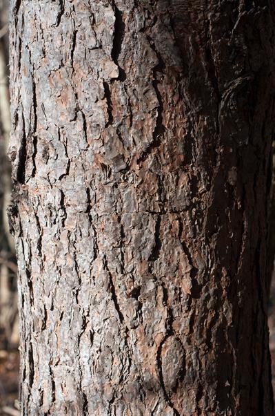Pinus sylvestris - کاج اسکاتلندی