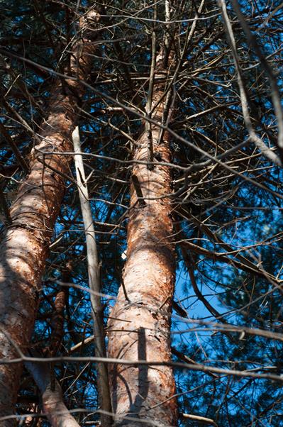 Pinus sylvestris