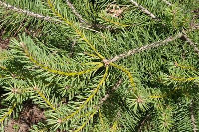 Pinus sylvestris