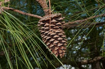 Pinus taeda