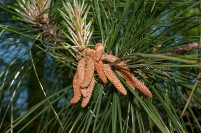 Pinus taeda