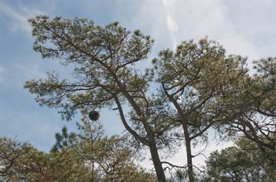 Pinus torreyana - کاج توری