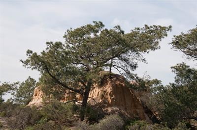  Pinus torreyana