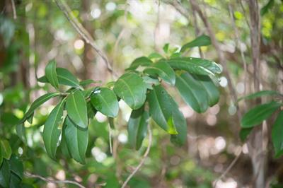 لوبیای سیاه فلوریداکیز