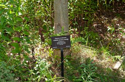 Platanus occidental