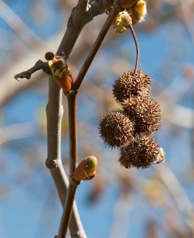 American sycamore