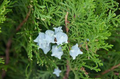 Platycladus orienta