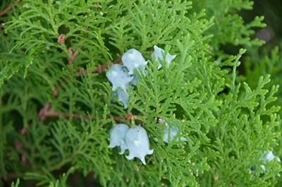 Platycladus oriental