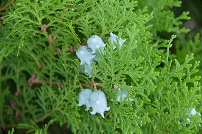 Platycladus orienta