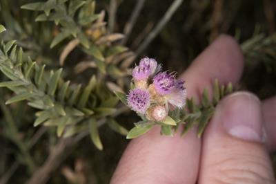 Pluchea sericea - بوته نی‌پیکانی