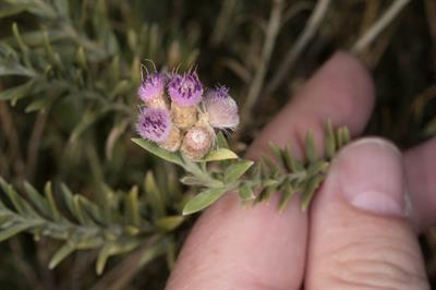 Pluchea sericea
