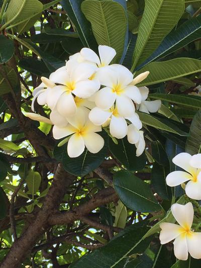 Plumeria