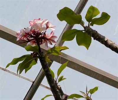 Plumeria