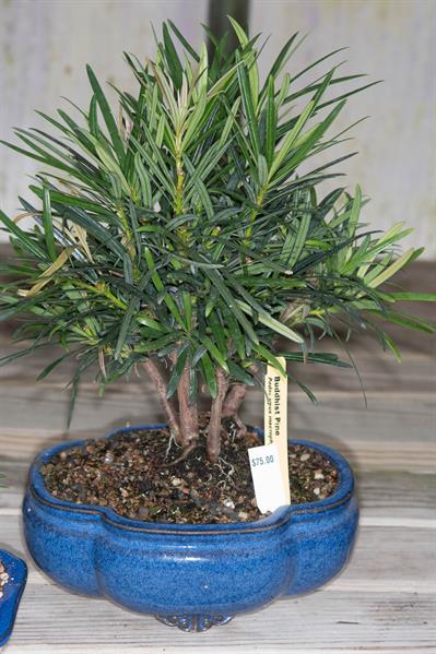 Podocarpus macrophy