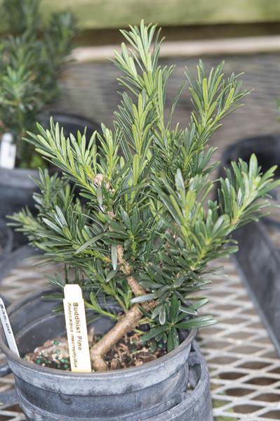 Podocarpus macrophyl
