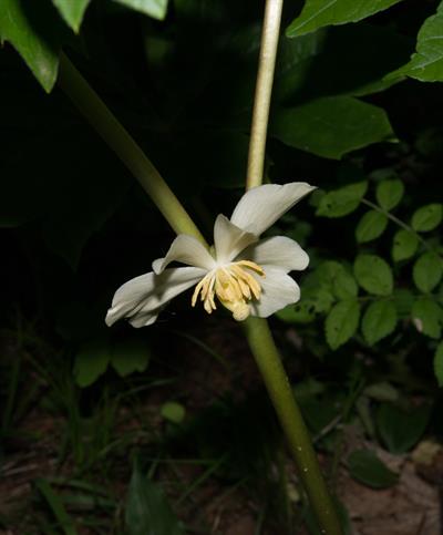 Podophyllum peltatum