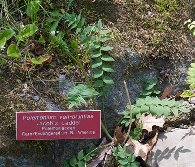 از خانواده Polemoniaceae