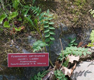معرفی گیاه نردبان یعقوب (پلِمونیوم) (Jacob’s Ladder)  - Polemonium vanbrunti